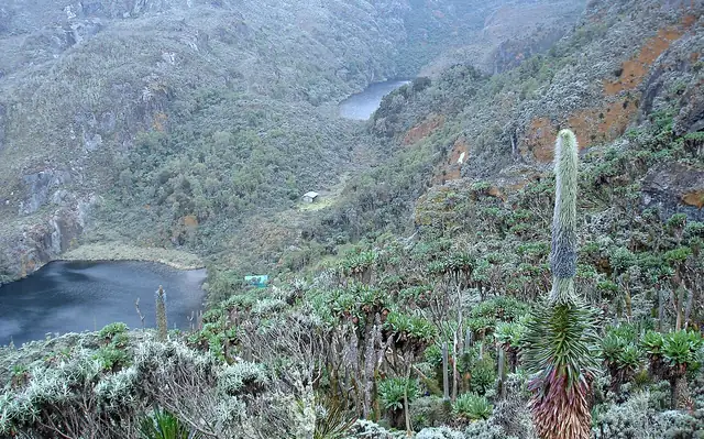 Rwenzori Merkez Turu hakkında