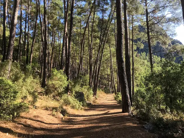 St Paul Yolu hakkında